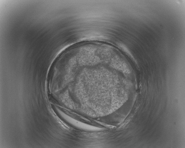 X0000066960932200604142111