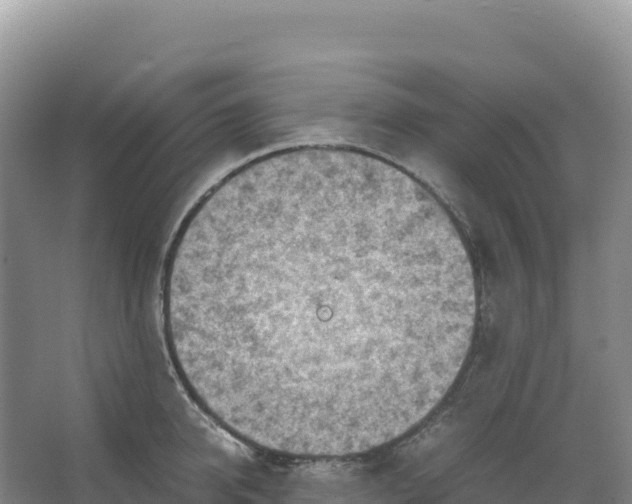 X0000066960950200604142112