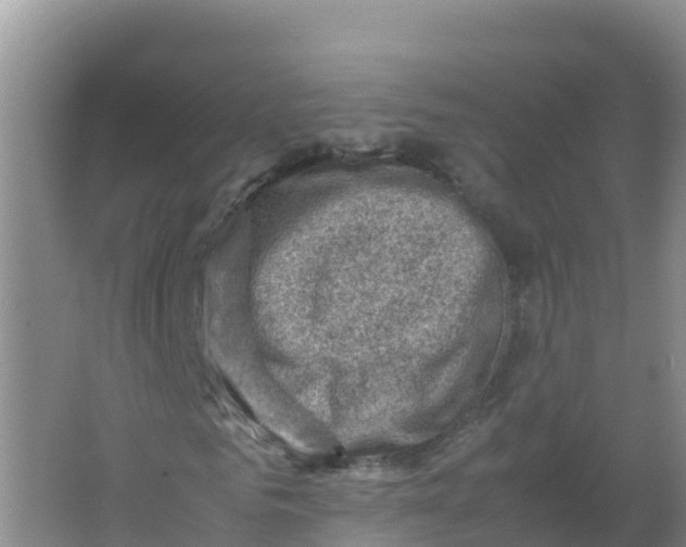 X0000066960961200604142111