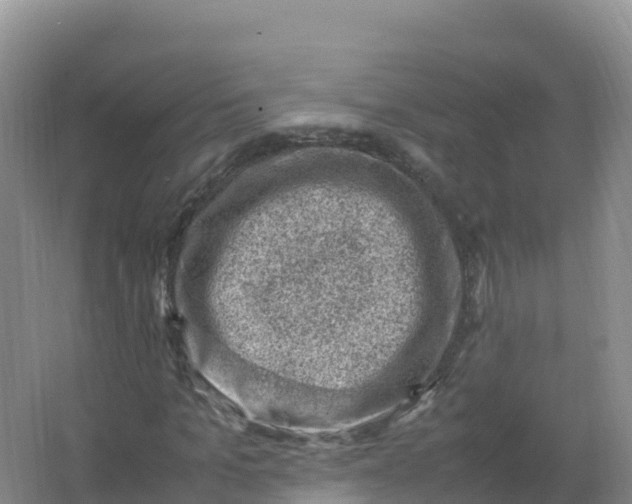 X0000066960965200604142111