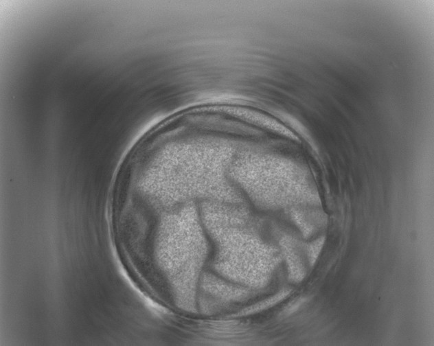 X0000066961007200604142110