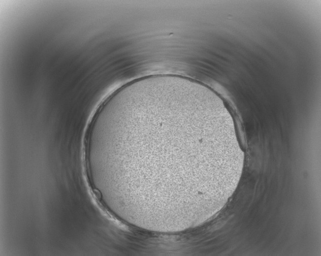 X0000066961096200604142109