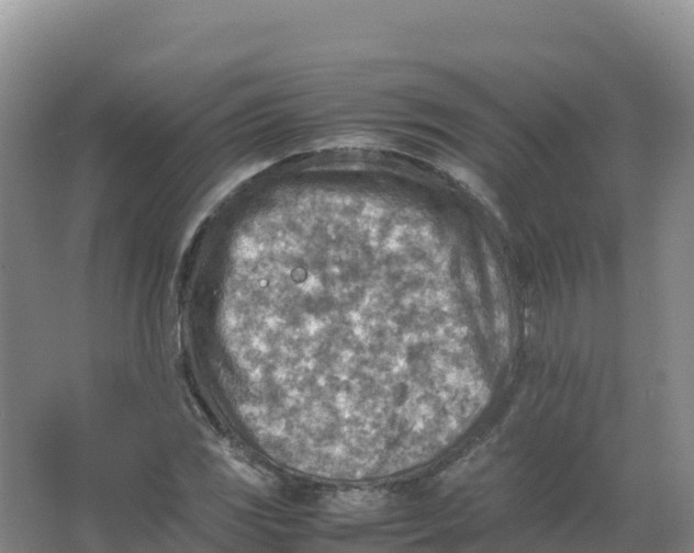 X0000066961117200604142108