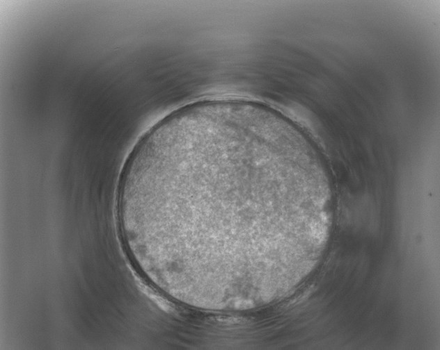 X0000066961231200604142107