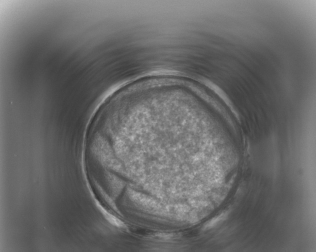 X0000066961245200604142107