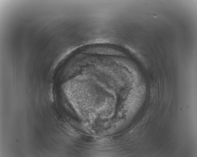 X0000066961262200604142106