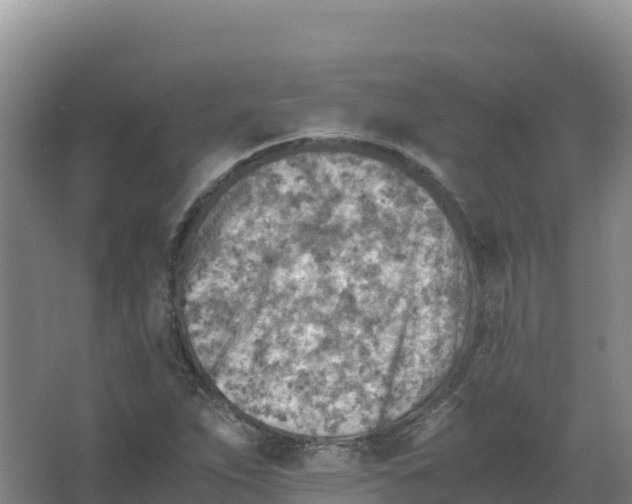 X0000066961263200604142106