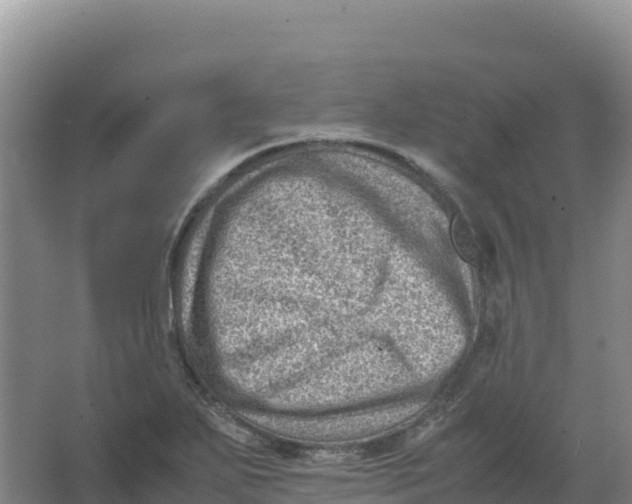 X0000066961271200604142106