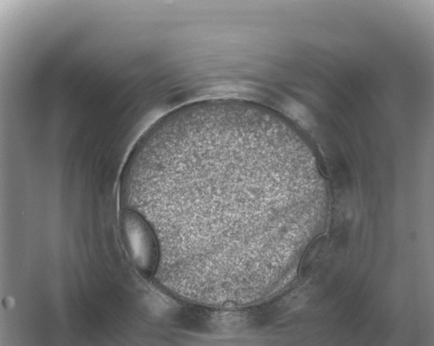 X0000066961275200604142106