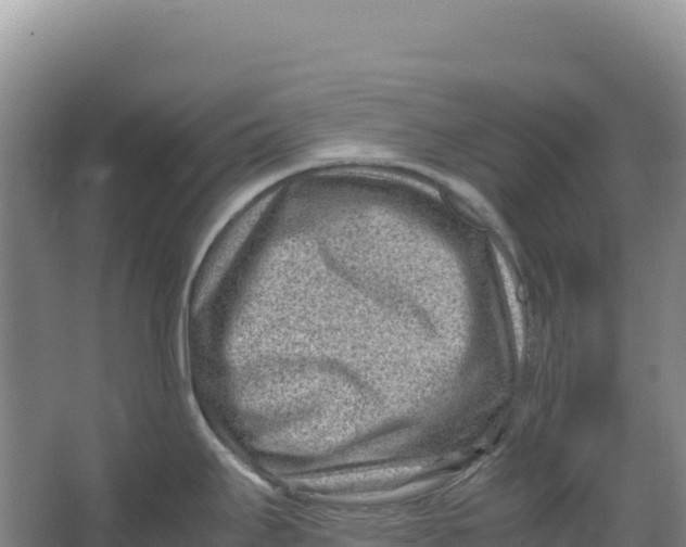 X0000066961295200604142105