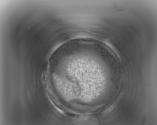 X0000066961385200604142104