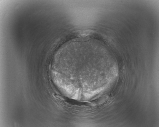 X0000066961441200604142103