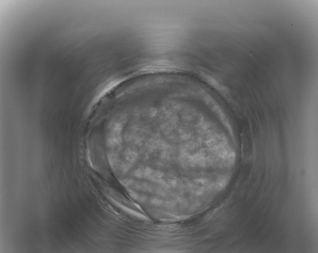 X0000066961453200604142103