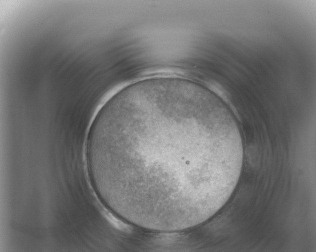 X0000066961482200604142102