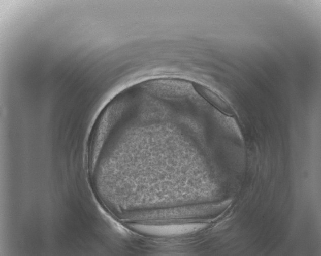 X0000066961527200604142102