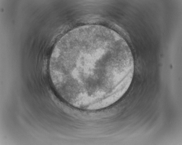 X0000066960018200604211853