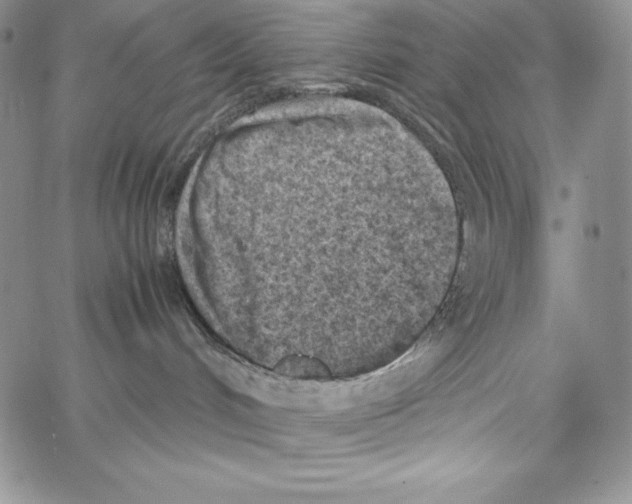 X0000066960048200604211852