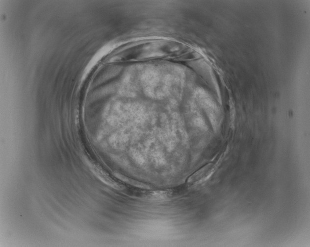 X0000066960056200604211851