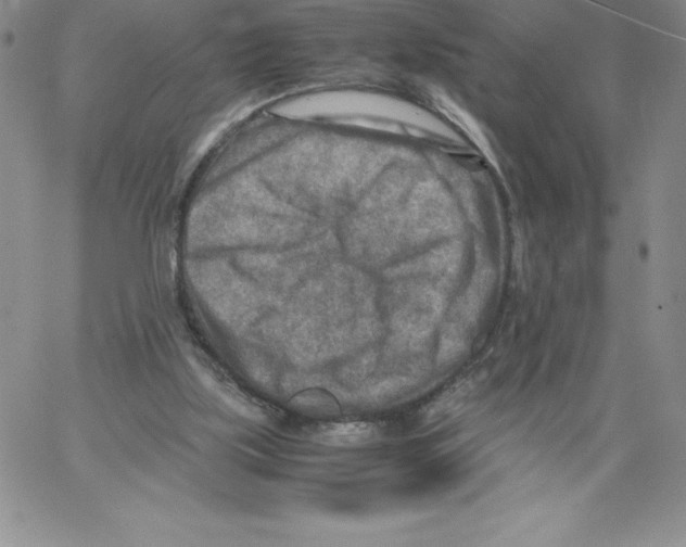 X0000066960059200604211851