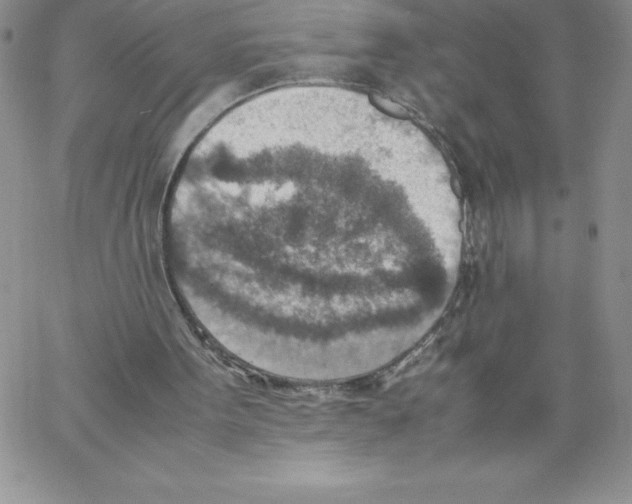 X0000066960099200604211851