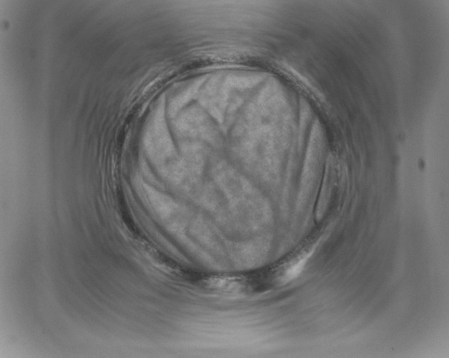 X0000066960117200604211851