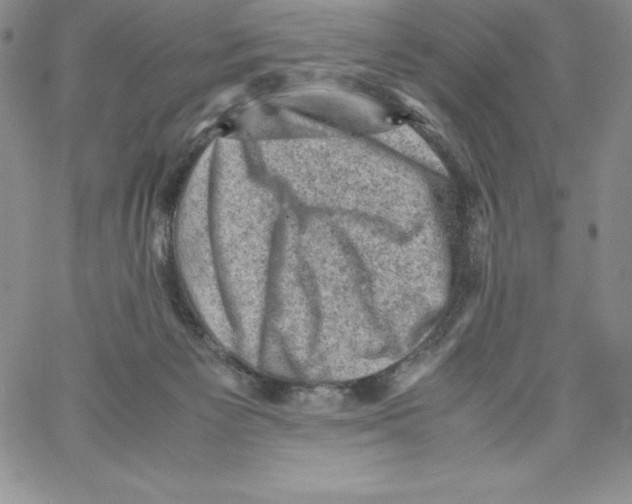 X0000066960125200604211851