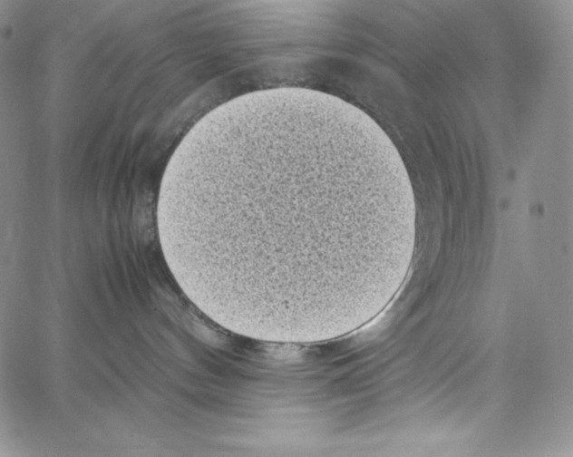 X0000066960144200604211851