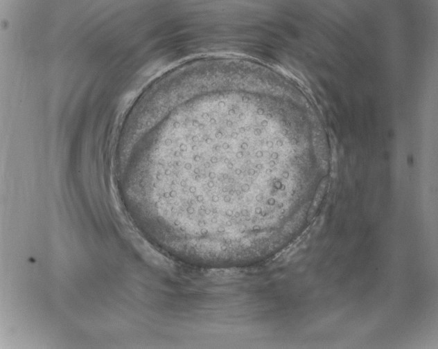 X0000066960145200604211850