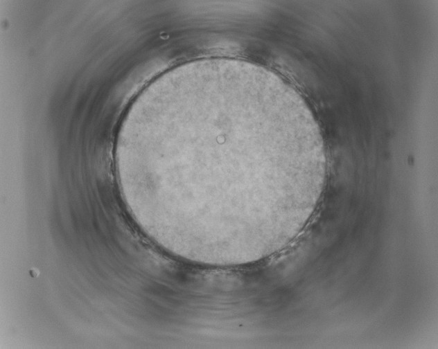 X0000066960146200604211850