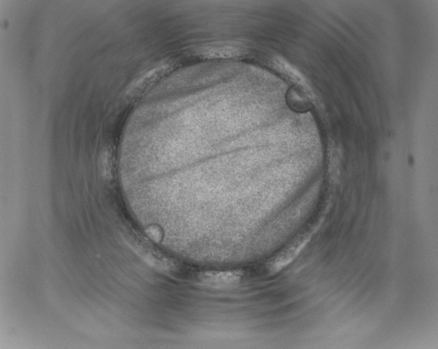 X0000066960161200604211850