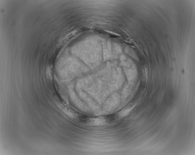 X0000066960286200604211849