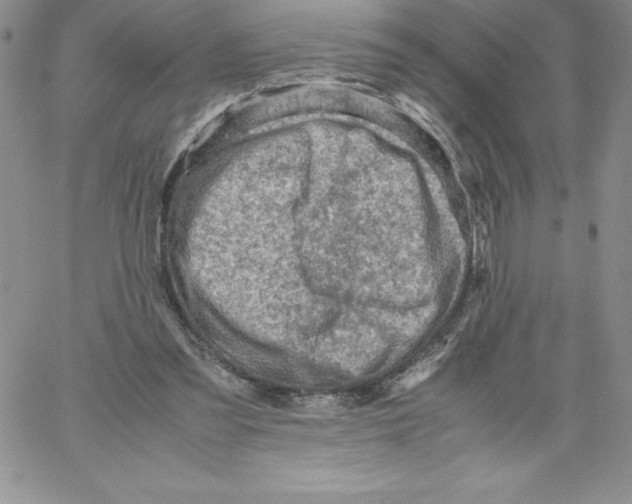 X0000066960301200604211848