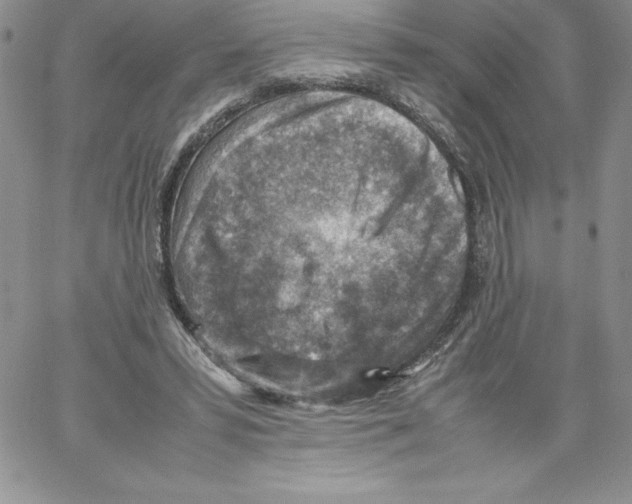 X0000066960399200604211846