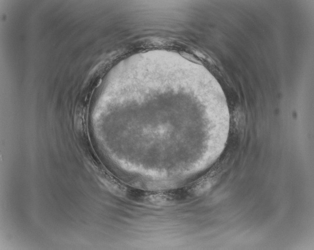 X0000066960423200604211846