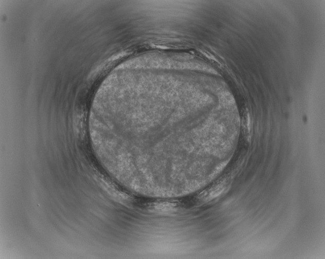 X0000066960462200604211846