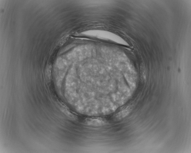 X0000066960475200604211846