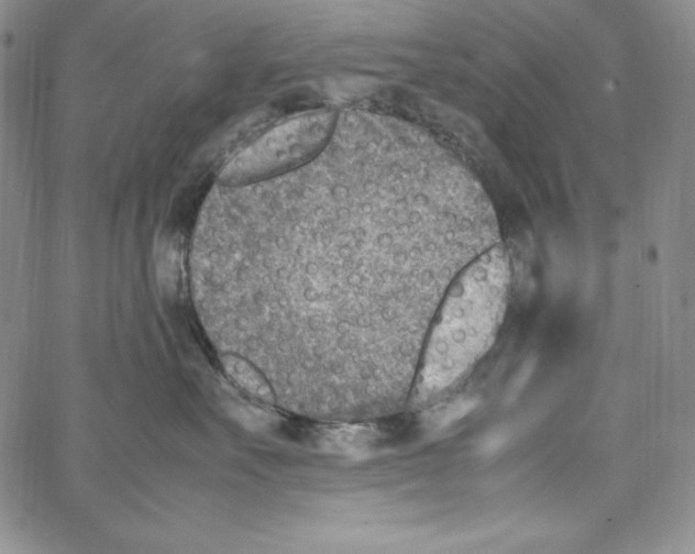 X0000066960527200604211844