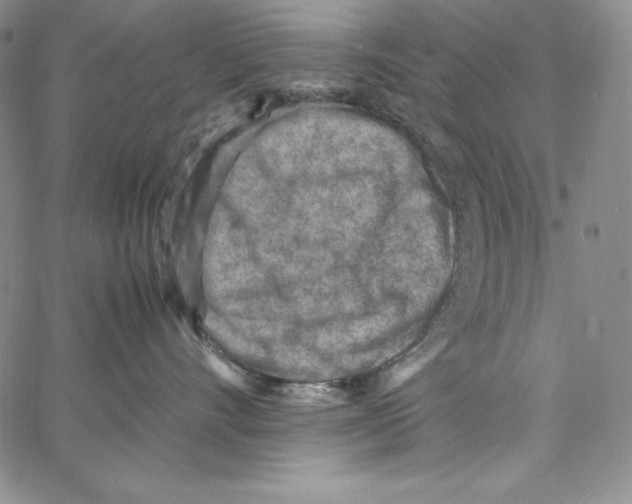 X0000066960528200604211844