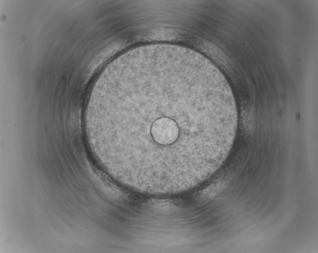 X0000066960534200604211844