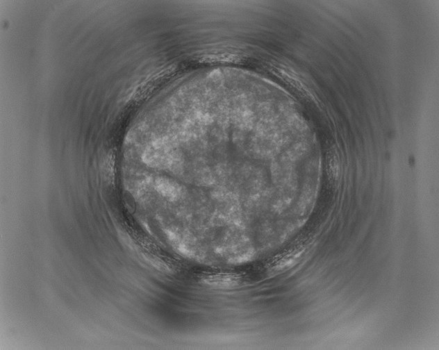 X0000066960551200604211844