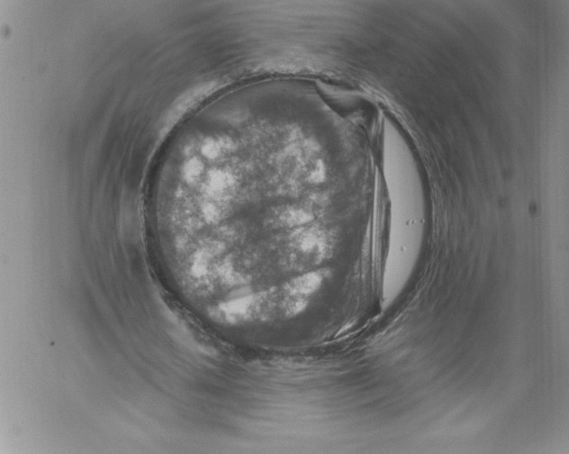 X0000066960626200604211842