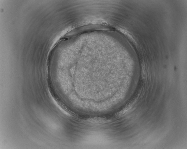 X0000066960630200604211842