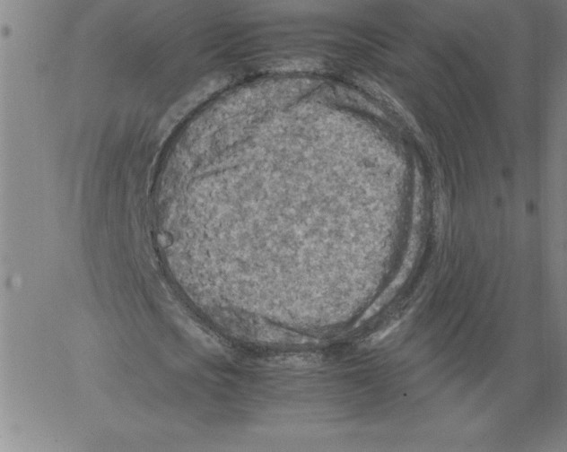 X0000066960721200604211840