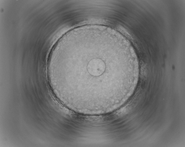 X0000066960836200604211839