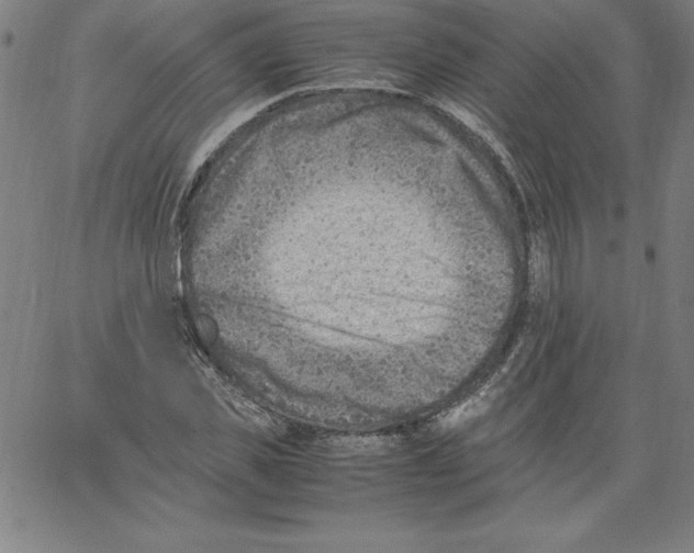 X0000066960925200604211837