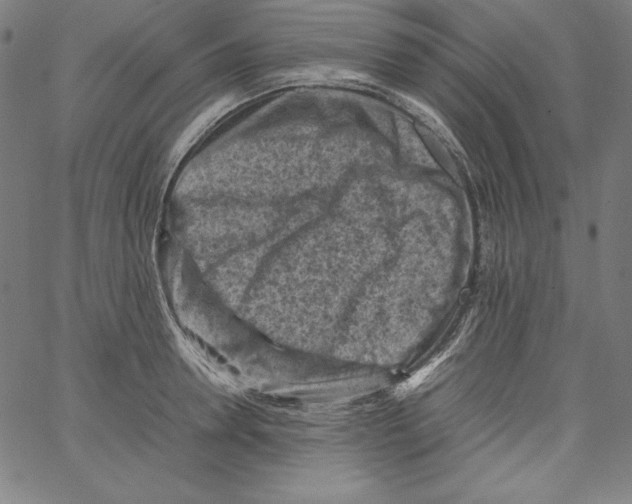 X0000066960946200604211838