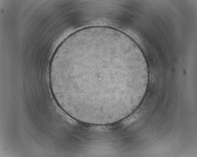 X0000066960950200604211838