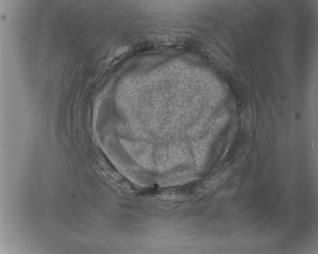 X0000066960961200604211837