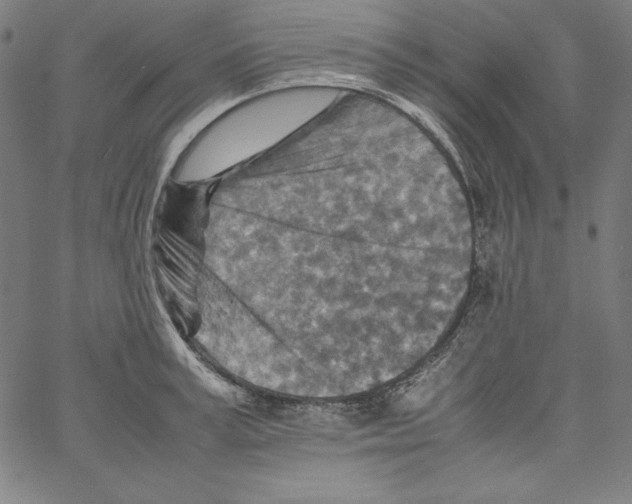 X0000066960995200604211837