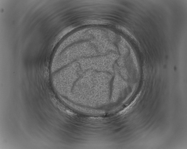 X0000066961025200604211836